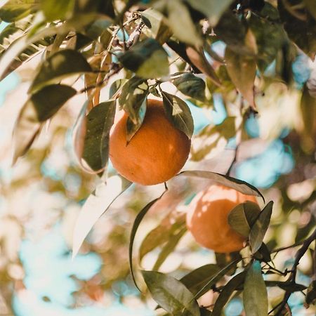 Apartman "Citrus" Trebinje Eksteriør billede